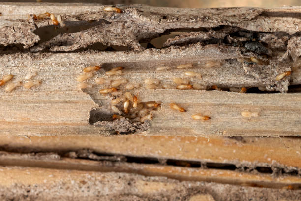 Best Emergency Pest Control  in Center Point, IA