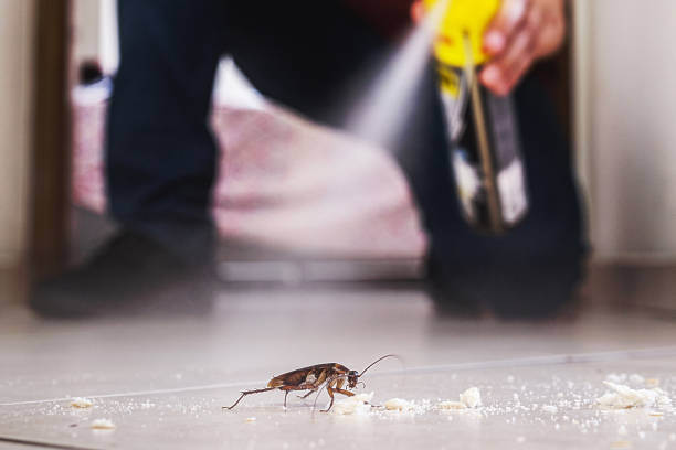 Best Spider Control Near Me  in Center Point, IA