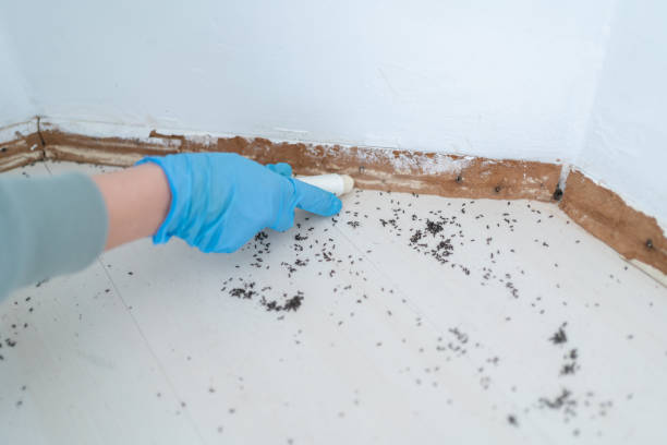 Best Termite Control Services  in Center Point, IA